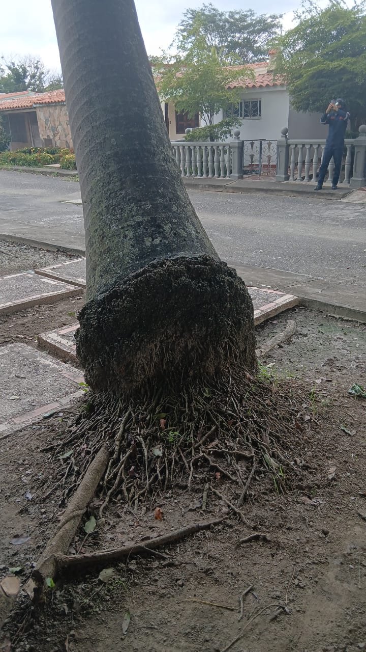 Foto reporte